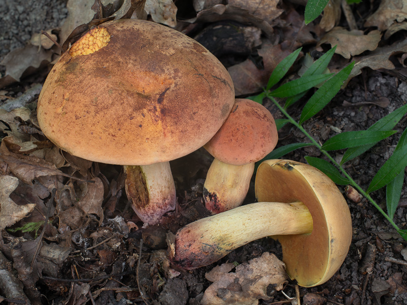 Boletus queletii